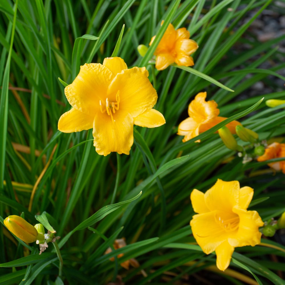 Daylily Flower seeds for Planting Pollinator Friendly Heirloom & GMO Free Seeds for Home Garden