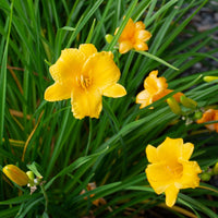 Daylily Flower seeds for Planting Pollinator Friendly Heirloom & GMO Free Seeds for Home Garden