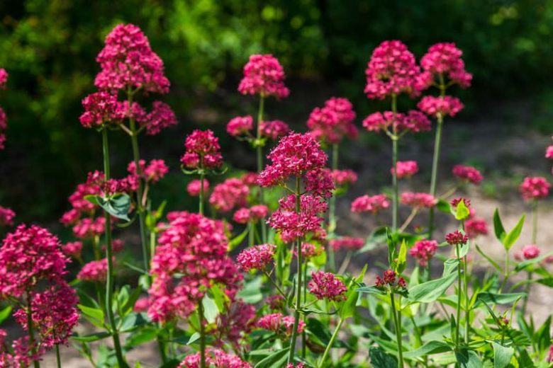 Centranthus Ruber Flower seeds for Planting - Bright Blooms, Heirloom & GMO Free Seeds for Home Garden