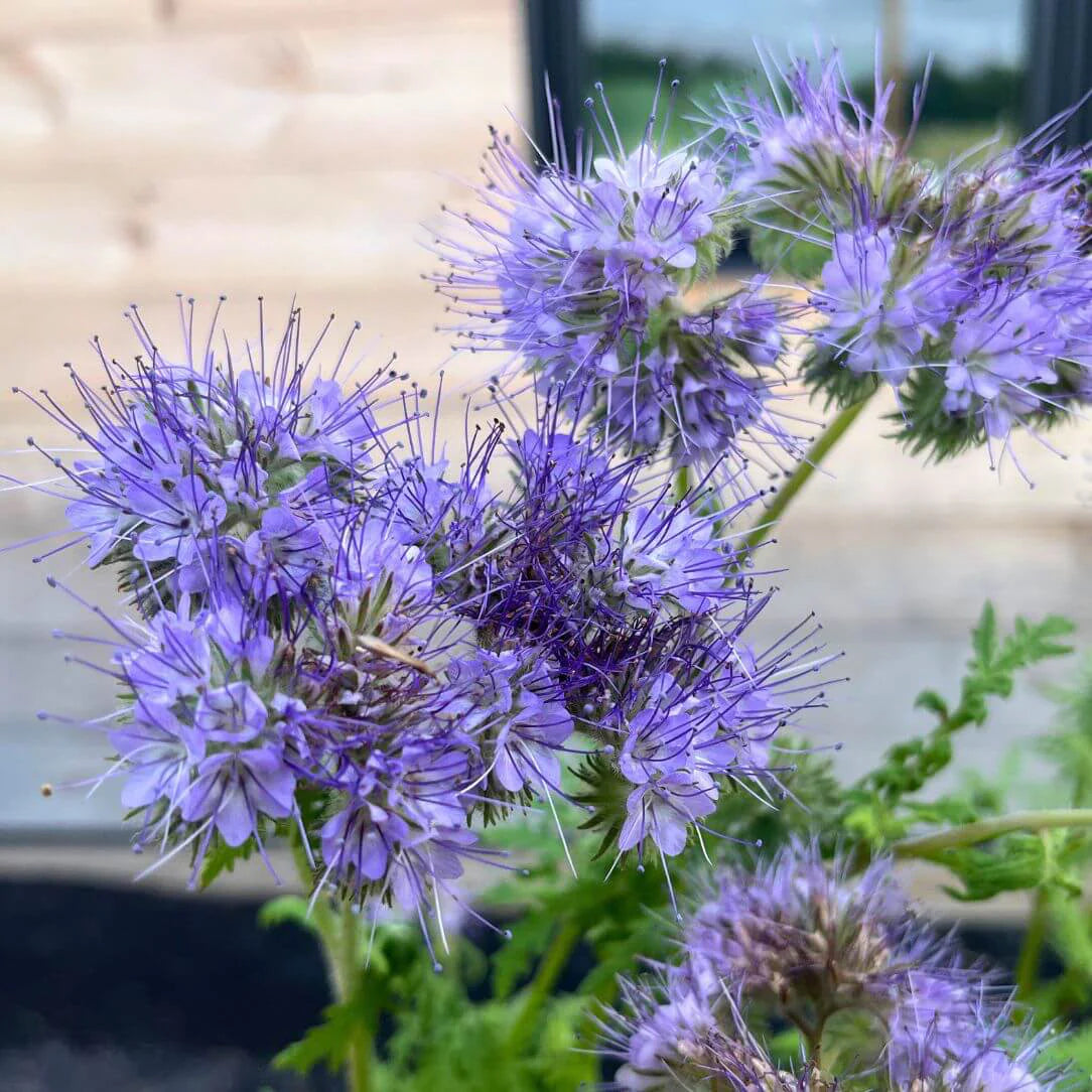 Lacy Phacelia Flower seeds for Planting Sun Loving Heirloom & GMO Free Seeds for Home Garden