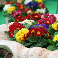 Mixed Primula Flower Seeds – Wildflower Mix Heirloom & NonGMO Seeds for Planting Home Gardens
 
 Sale