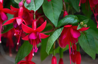 Fuchsia Flower Seeds for Planting - Vibrant Red Annuals for Your Garden