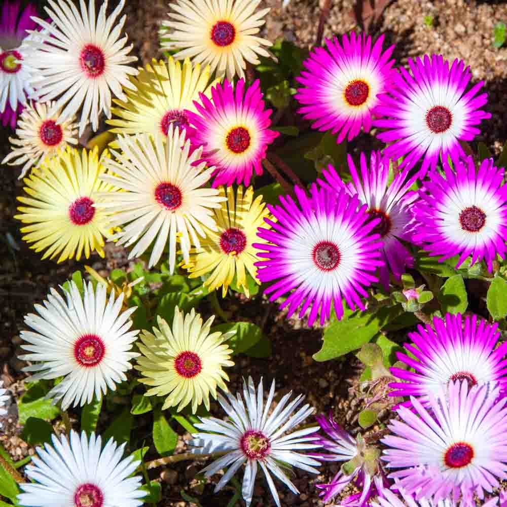Mesembryanthemum Flower seeds for Planting Pollinator Friendly Heirloom & GMO Free Seeds for Home Garden