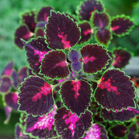 Black Pink Coleus Flower seeds for Planting Garden Favorite Heirloom & GMO Free Seeds for Home Garden