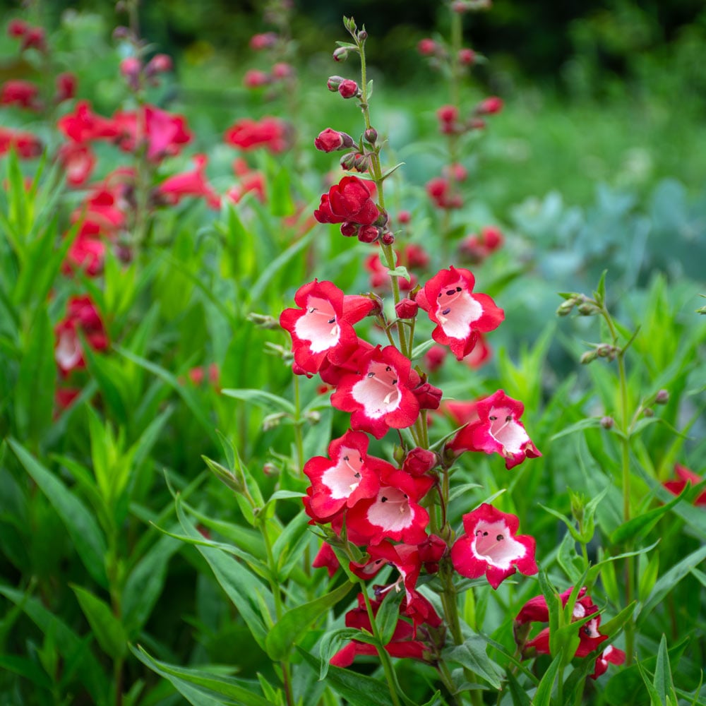 Red Penstemon Hartwegii Flower seeds for Planting - Vibrant Colors, Heirloom & GMO Free Seeds for Home Garden