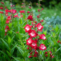 Red Penstemon Hartwegii Flower seeds for Planting - Vibrant Colors, Heirloom & GMO Free Seeds for Home Garden