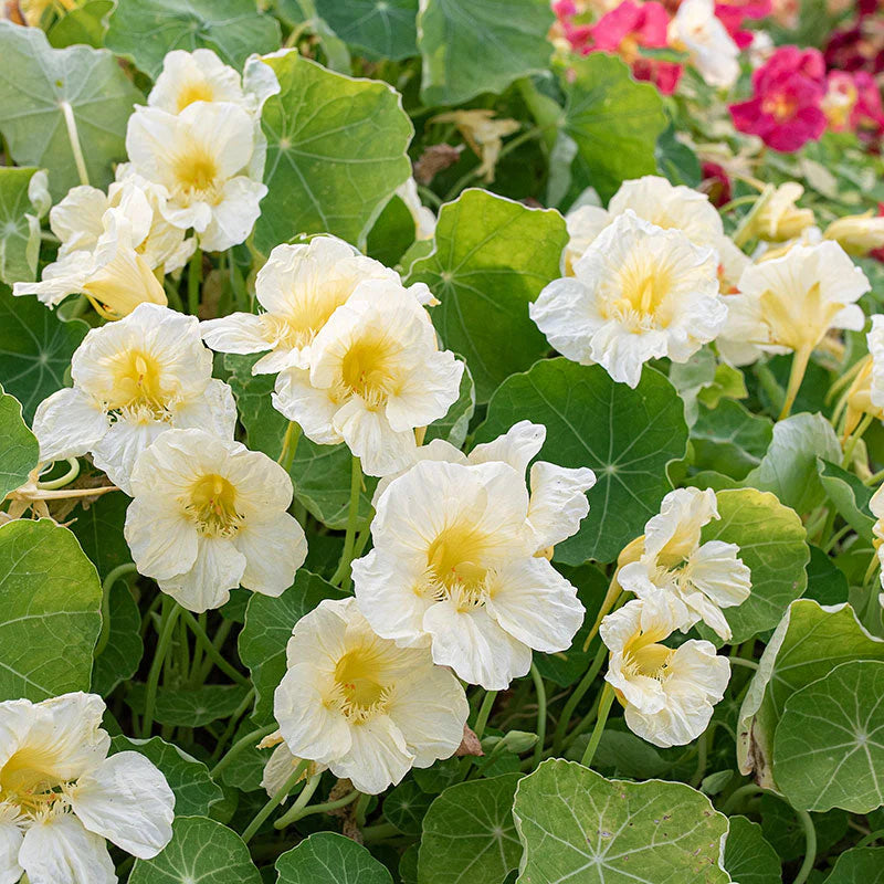 White Nasturtium Flower seeds for Planting Vibrant Colors Heirloom & GMO Free Seeds for Home Garden 
 
 Sale