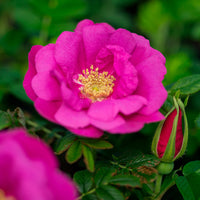 Pink Rugosa Flower seeds for Planting Bright Blooms Heirloom & GMO Free Seeds for Home Garden 
 
 Sale