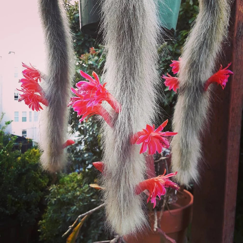 Monkey Tail Flower seeds for Planting - Premium Quality, Heirloom & GMO Free Seeds for Home Garden