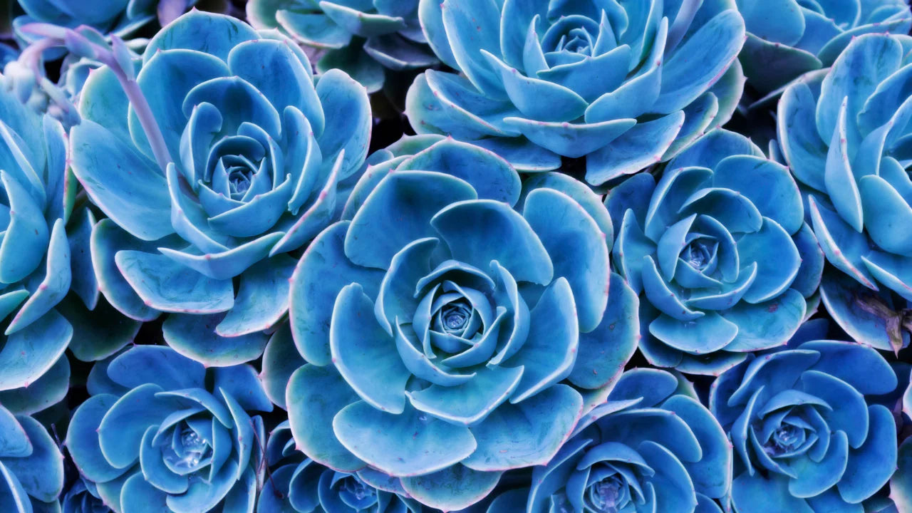 Blue Purple Succulent Flower Seeds – Long Bloom Season Heirloom & NonGMO Seeds for Home Garden
 
 Sale