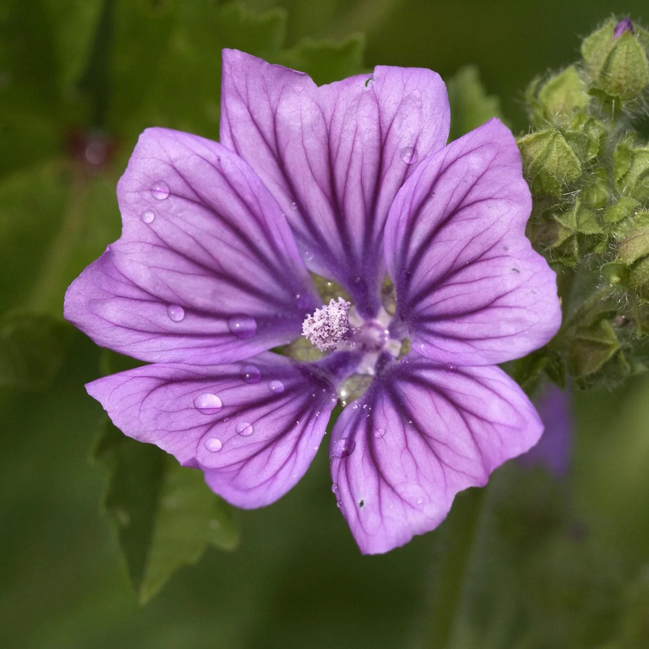 Malve Super-Single-Mix Seeds for Planting home garden flower bed