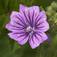 Malve Super-Single-Mix Seeds for Planting home garden flower bed