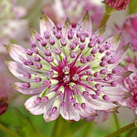 Pink Masterwort Flower seeds for Planting Drought Tolerant Heirloom & GMO Free Seeds for Home Garden 
 
 Sale