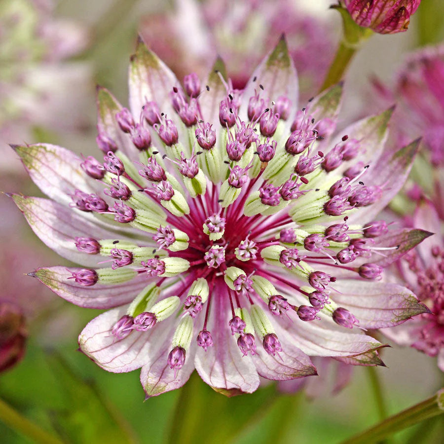 Pink Masterwort Seeds for Planting - Elegant Blooms for Your Garden