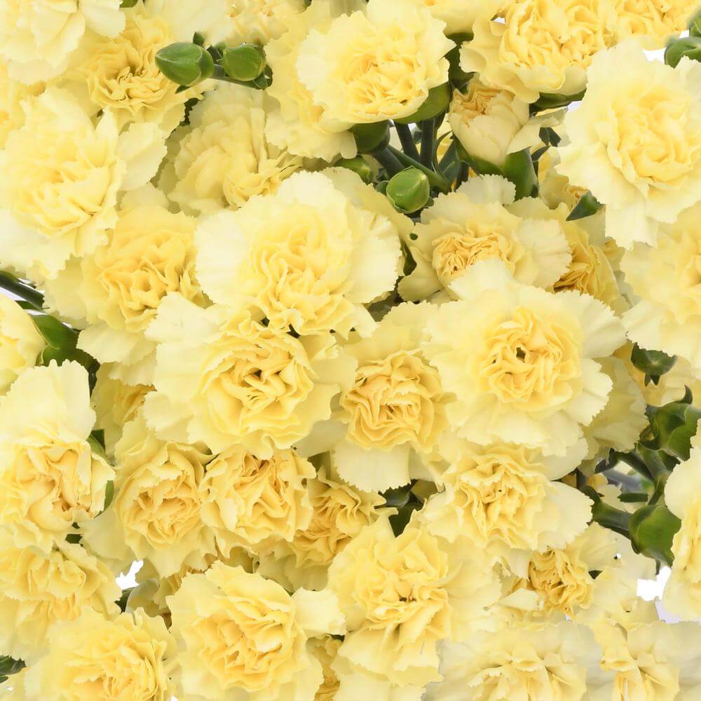 Yellow Purple Carnation Flower Seeds Flower seeds for Planting - Long Bloom Season, Heirloom & GMO Free Seeds for Home Garden