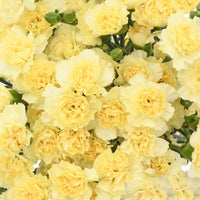 Yellow Purple Carnation Flower Seeds Flower seeds for Planting - Long Bloom Season, Heirloom & GMO Free Seeds for Home Garden