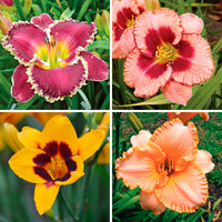 Mixed Hemerocallis Flower Seeds for Planting Easy to Grow Heirloom & GMO Free Seeds for Home Garden
 
 Sale