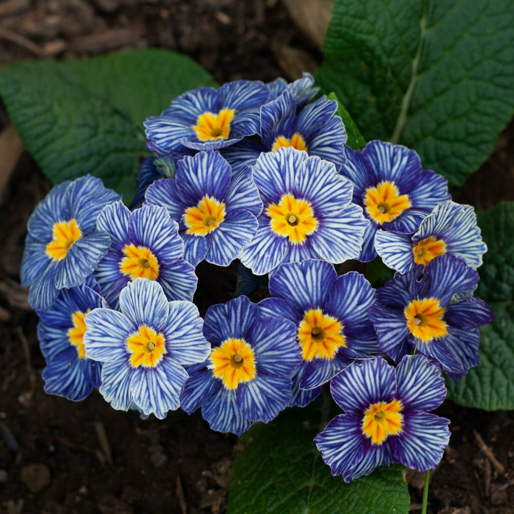 Blue Zebra Primula Flower seeds for Planting - Compact Growth, Heirloom & GMO Free Seeds for Home Garden