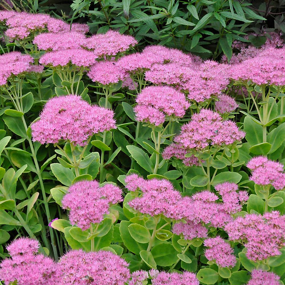 Spectabile Flower seeds for Planting - Low Maintenance, Heirloom & GMO Free Seeds for Home Garden