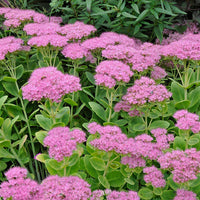 Spectabile Flower seeds for Planting - Low Maintenance, Heirloom & GMO Free Seeds for Home Garden