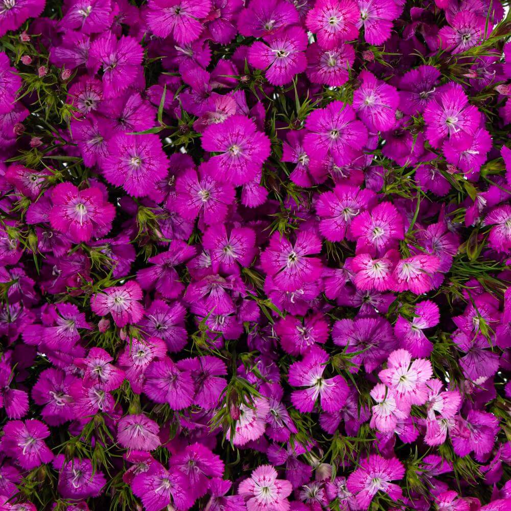 Purple Dianthus Flower seeds for Planting - Compact Growth, Heirloom & GMO Free Seeds for Home Garden