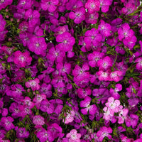 Purple Dianthus Flower seeds for Planting - Compact Growth, Heirloom & GMO Free Seeds for Home Garden