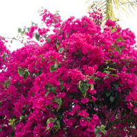 Pink Bougainvillea Flower seeds for Planting Premium Quality Heirloom & GMO Free Seeds for Home Garden 
 
 Sale