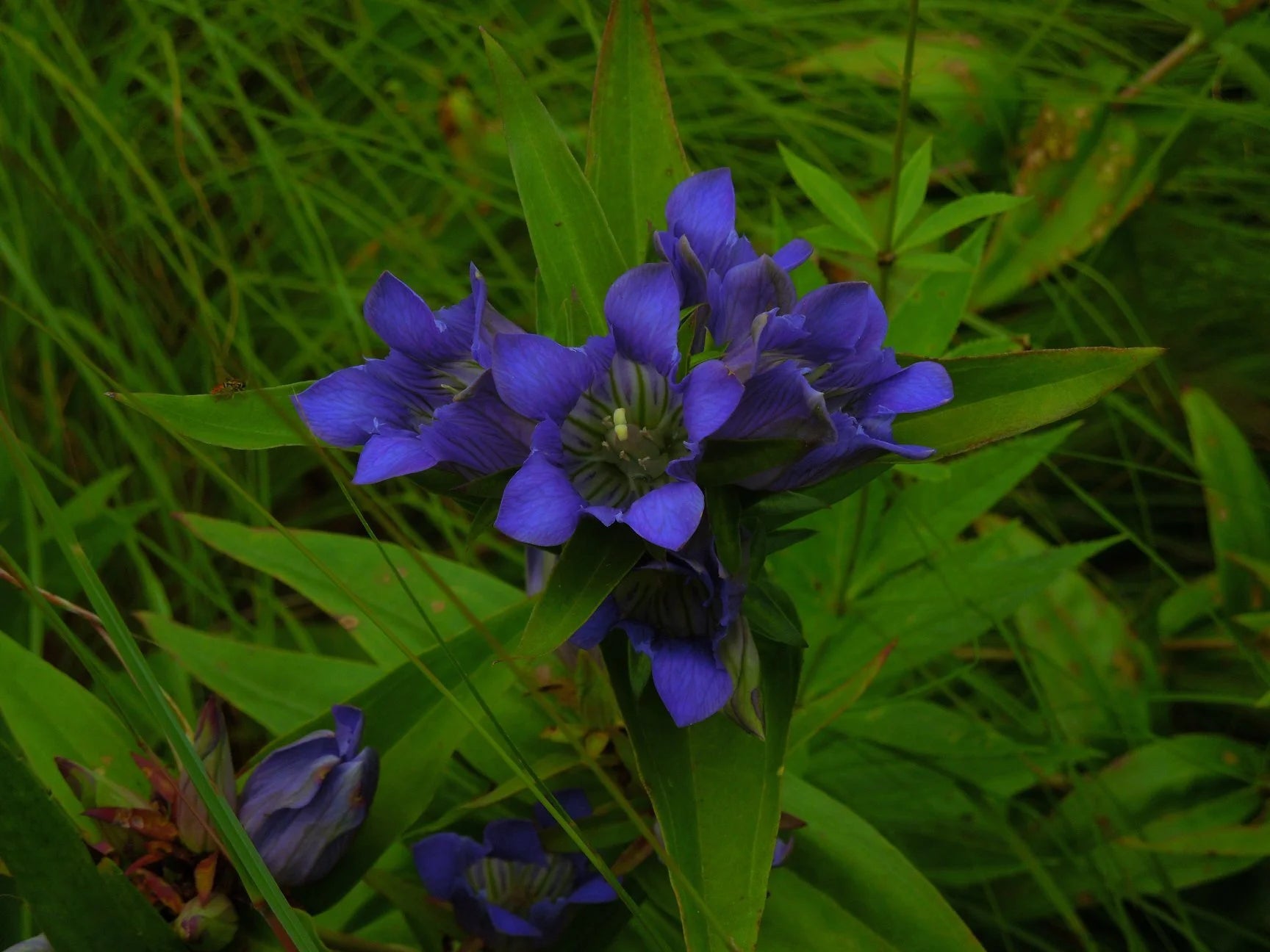 Gentiana Puberulenta Flower seeds for Planting Hardy Variety Heirloom & GMO Free Seeds for Home Garden