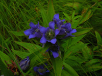 Gentiana Puberulenta Flower seeds for Planting Hardy Variety Heirloom & GMO Free Seeds for Home Garden