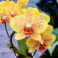 Phalaenopsis Bonsai Orchid Flower Seeds