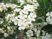White Crataegus Flower Seeds for planting