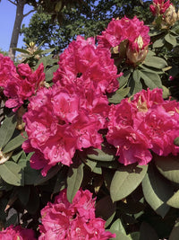 Azalea Rhododendron Flower seeds for Planting Easy to Grow Heirloom & GMO Free Seeds for Home Garden