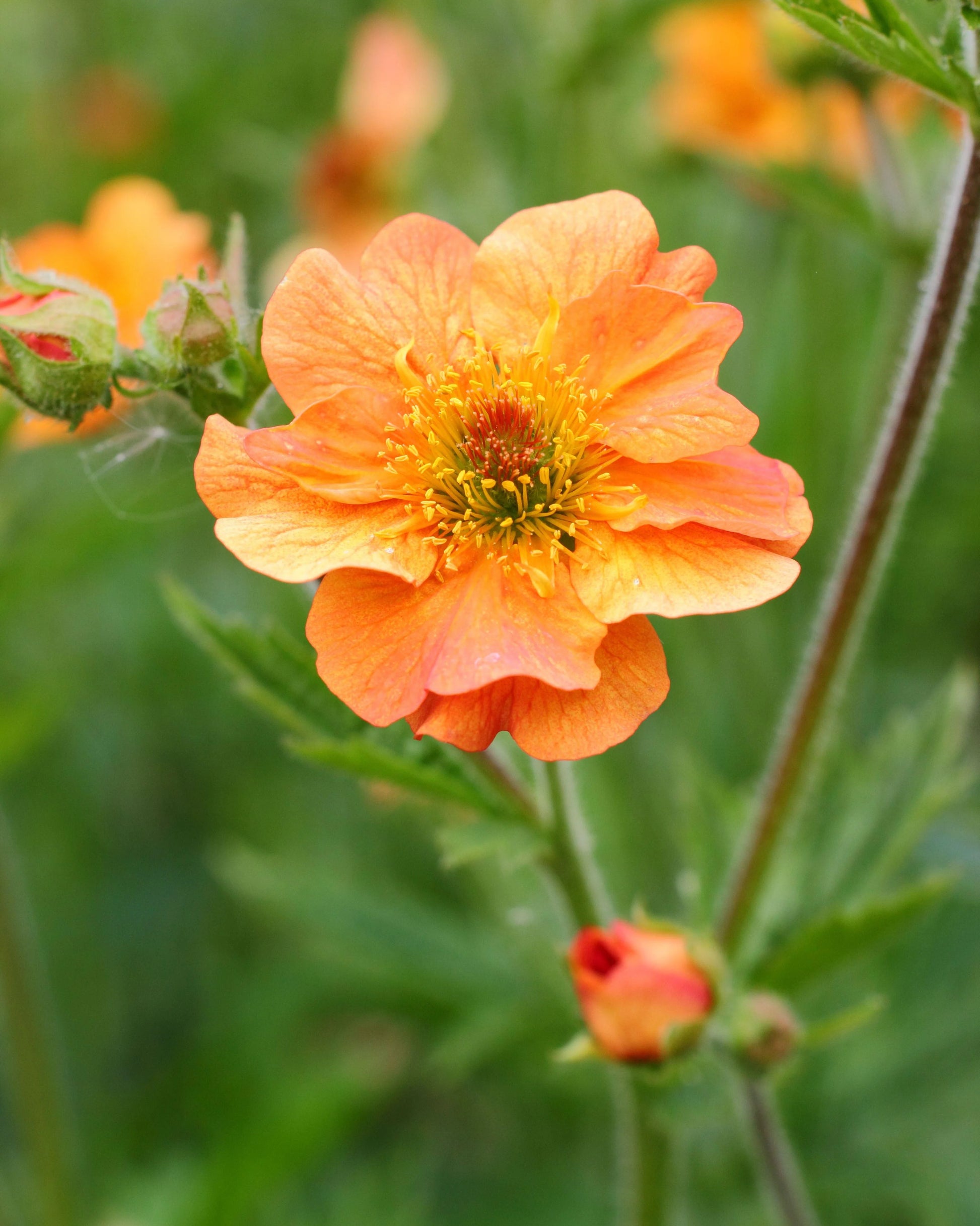 Geum Chiloense Flower seeds for Planting Fragrant Blossoms Heirloom & GMO Free Seeds for Home Garden