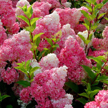Vanilla Strawberry Hydrangea Seeds for Planting - Beautiful Blooms for Your Garden