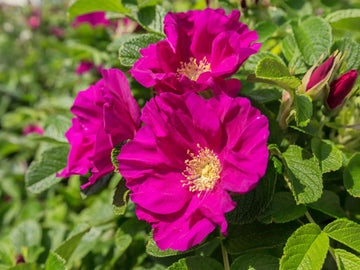 Pink Rugosa Flower seeds for Planting - Perfect for Borders, Heirloom & GMO Free Seeds for Home Garden