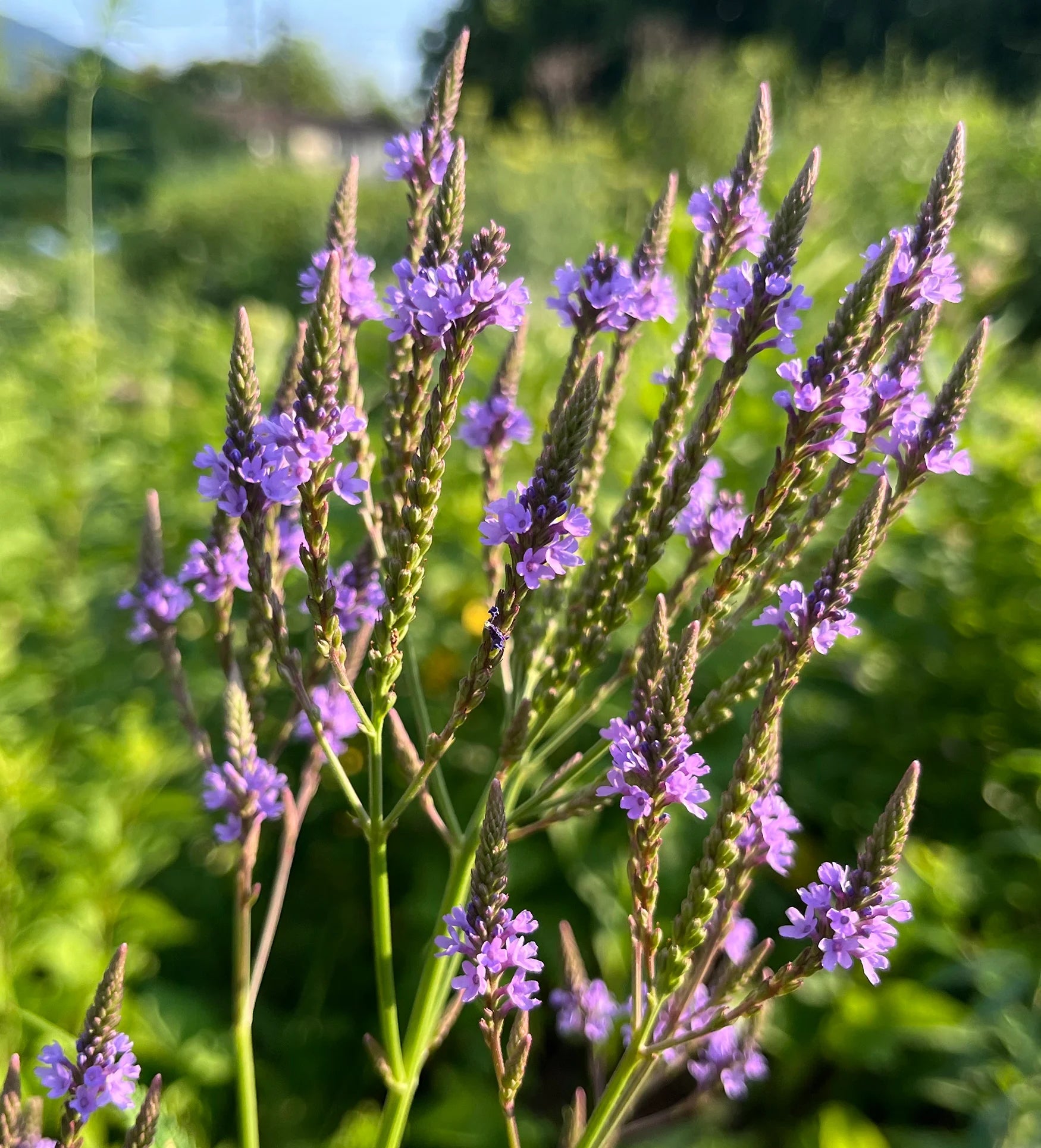 Blue Verbena Hastata Flower seeds for Planting - Colorful Display, Heirloom & GMO Free Seeds for Home Garden