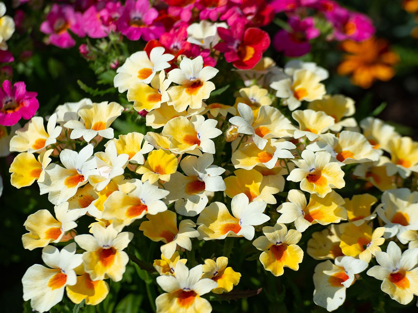 Nemesia Masquerade Seeds – Colorful Bi-Color Annual Garden Flowers