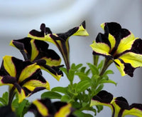 Yellow Black Playmates Flower seeds for Planting - Sun Loving, Heirloom & GMO Free Seeds for Home Garden