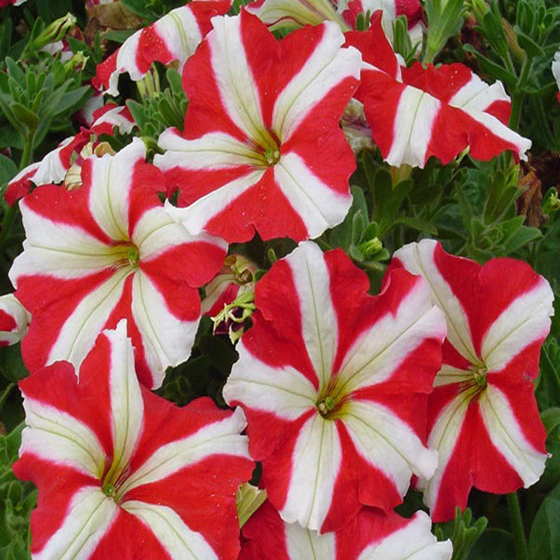 White and Red Petunia Seeds for Beautiful Garden Planting