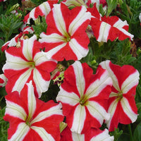 White and Red Petunia Seeds for Beautiful Garden Planting