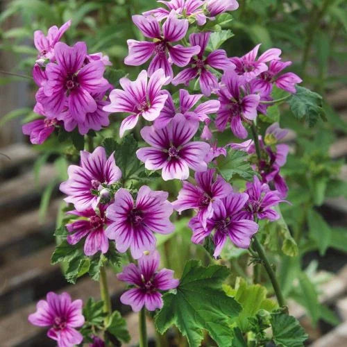 Casa Malva Flower seeds for Planting - Sun Loving, Heirloom & GMO Free Seeds for Home Garden