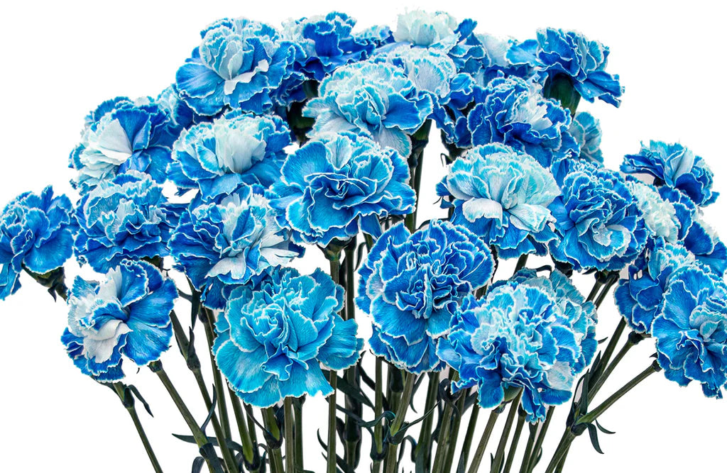 White Blue Carnation Flower seeds for Planting Colorful Display Heirloom & GMO Free Seeds for Home Garden