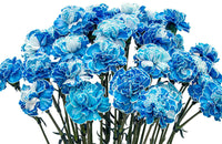 White Blue Carnation Flower seeds for Planting Colorful Display Heirloom & GMO Free Seeds for Home Garden
