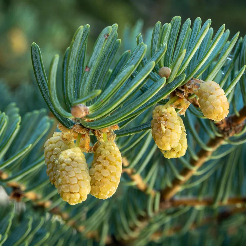 Abies Concolor Flower seeds for Planting - Cottage Garden Essential, Heirloom & GMO Free Seeds for Home Garden
 
 Sale