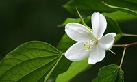 White Racemosa Flower seeds for Planting - Premium Quality, Heirloom & GMO Free Seeds for Home Garden
