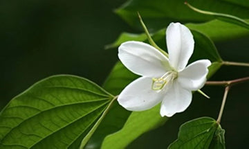 White Racemosa Flower seeds for Planting - Premium Quality, Heirloom & GMO Free Seeds for Home Garden