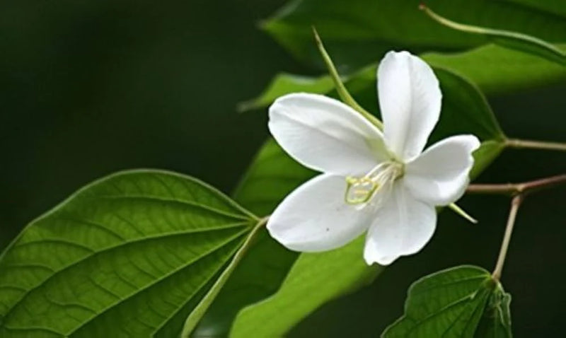White Racemosa Flower seeds for Planting - Premium Quality, Heirloom & GMO Free Seeds for Home Garden