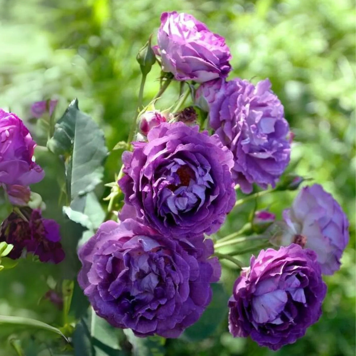 Purple Rose Flower seeds for Planting Long Bloom Season Heirloom & GMO Free Seeds for Home Garden 
 
 Sale seeds for home garden planting