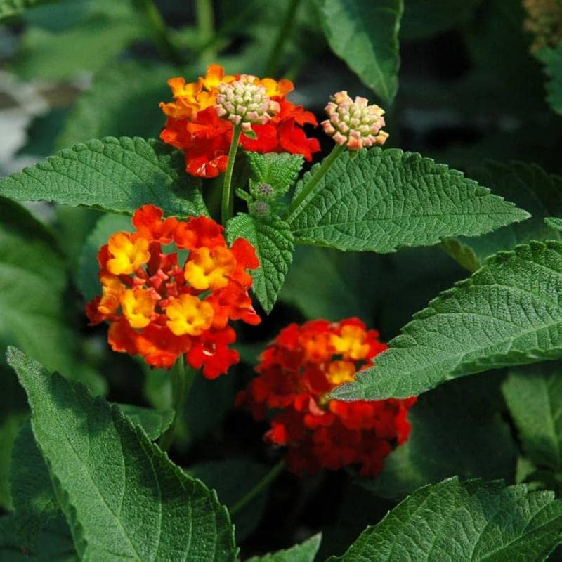 Orange Red Lantana Flower seeds for Planting - Pollinator Friendly, Heirloom & GMO Free Seeds for Home Garden
 
 Sale seeds for planting in home garden