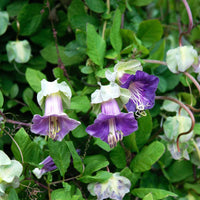 Cup & Saucer Flower seeds for Planting Wildflower Mix Heirloom & GMO Free Seeds for Home Garden 
 
 Sale for planting in home garden